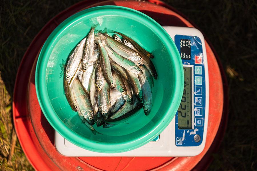 Фото Плыви, рыбка: «Сибантрацит» сохраняет рыбные ресурсы Западной Сибири 5